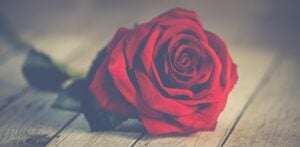 Read more about the article Peräpohjolan Opiston syksyn 2025 aikana ammattiin valmistuneet